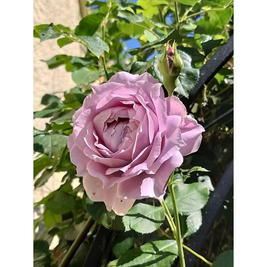 Floribundaruusu Novalis Korfriedhar