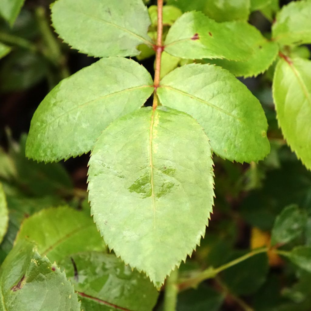 Floribundaruusu Novalis Korfriedhar