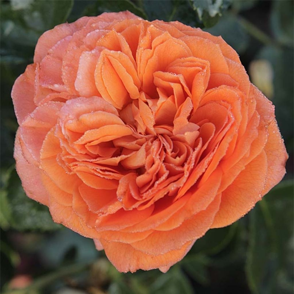 Floribundaruusu Orangerie