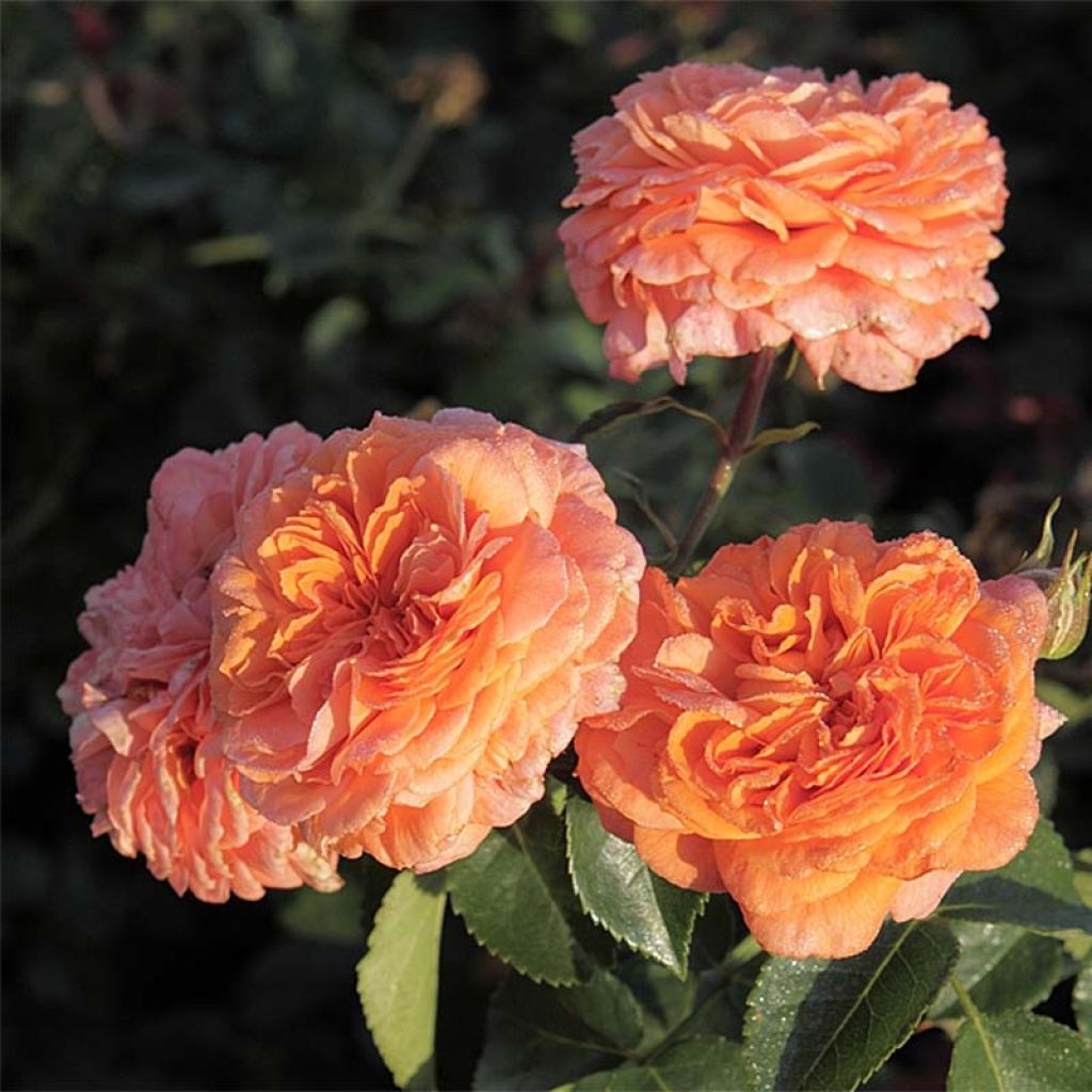Floribundaruusu Orangerie