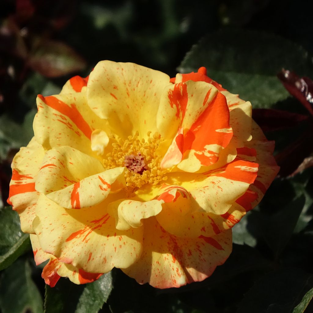 Floribundaruusu Oranges and Lemons