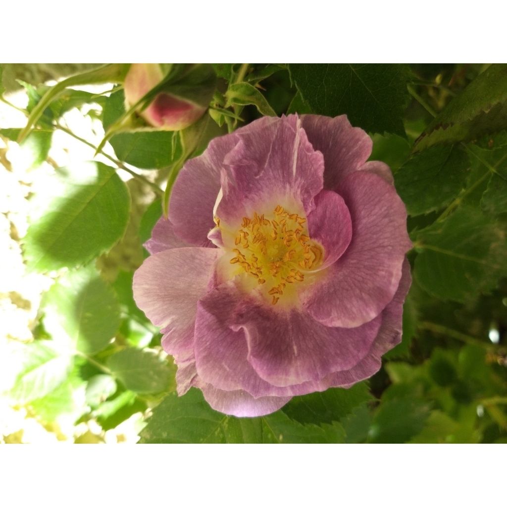 Floribundaruusu Pacific Dream