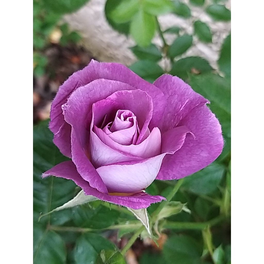 Floribundaruusu Pacific Dream