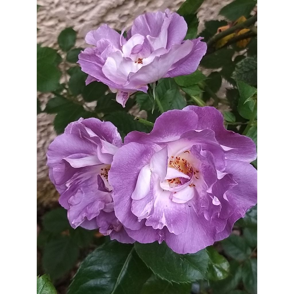 Floribundaruusu Pacific Dream