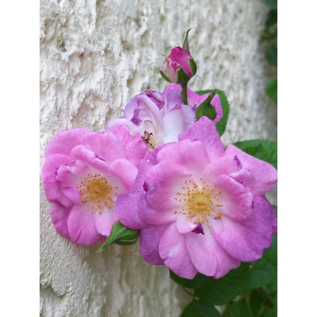Floribundaruusu Pacific Dream