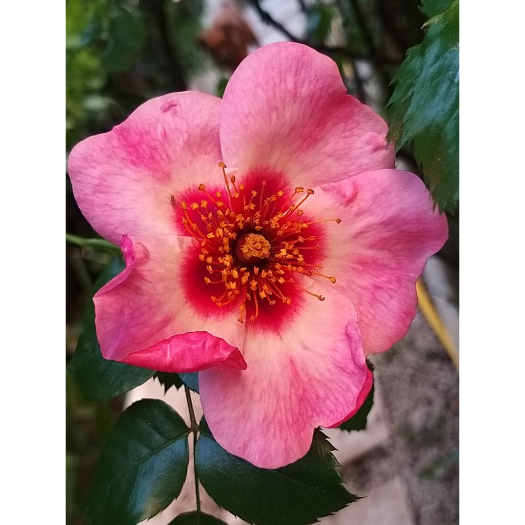 Floribundaruusu Peace and Love (Chewsumsigns)