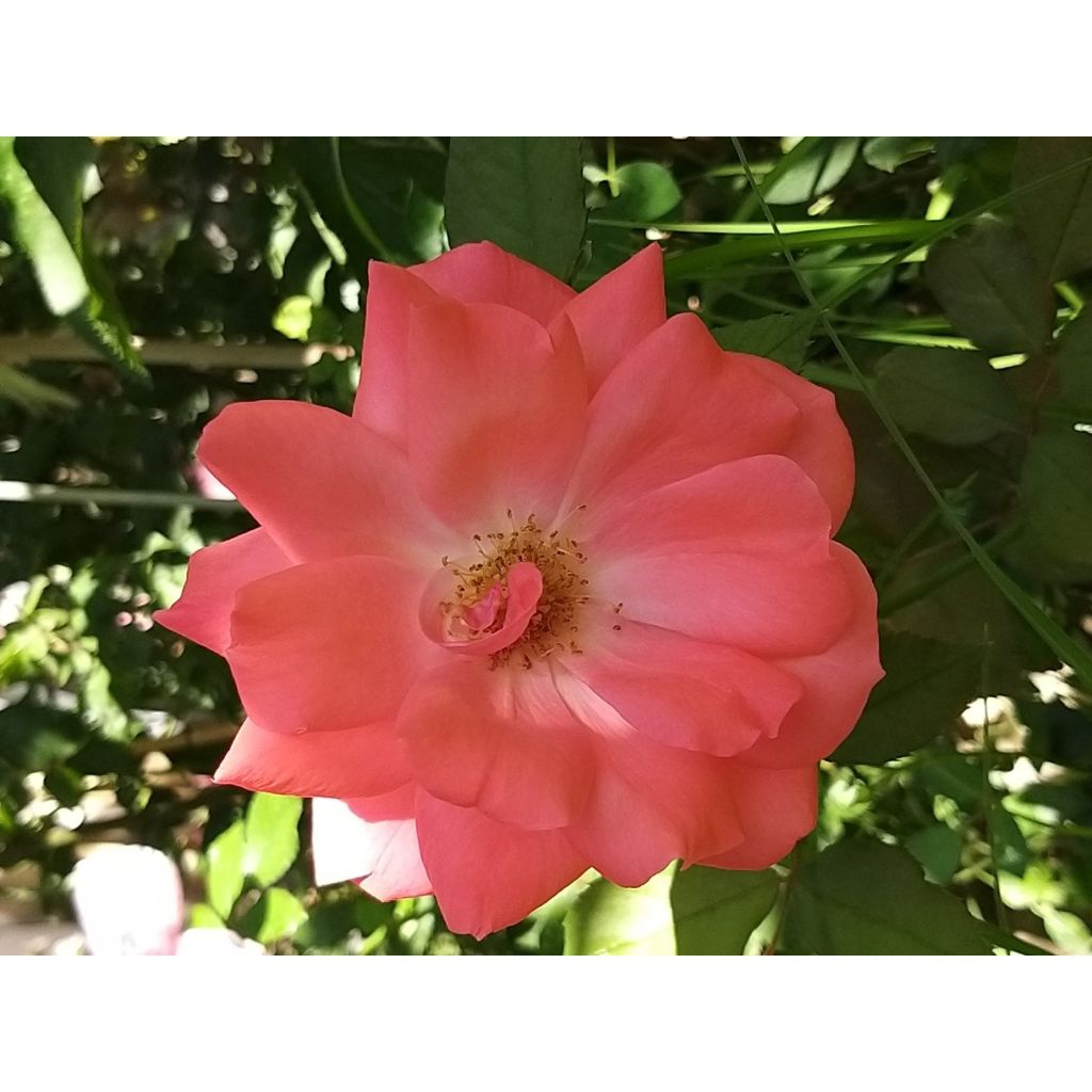 Floribundaruusu Pernille Poulsen