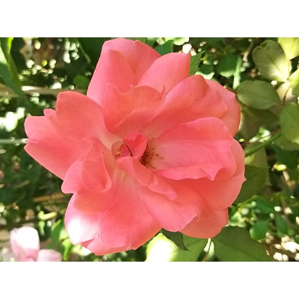 Floribundaruusu Pernille Poulsen