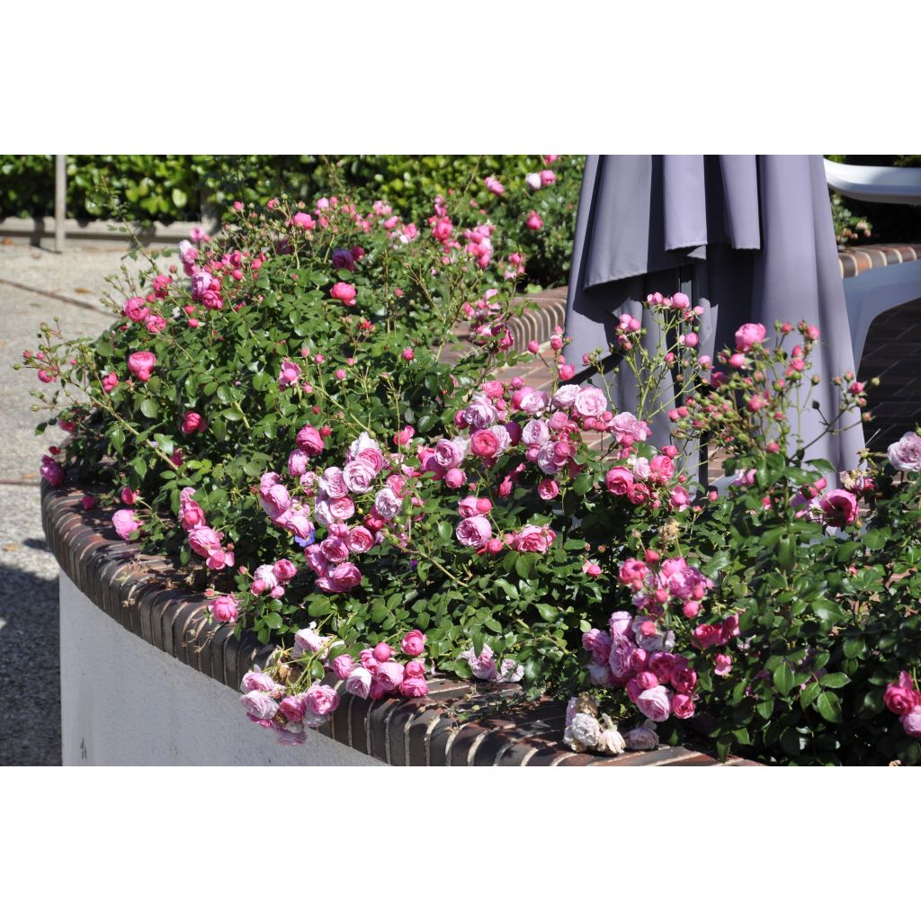 Floribundaruusu Pomponella Korpompan