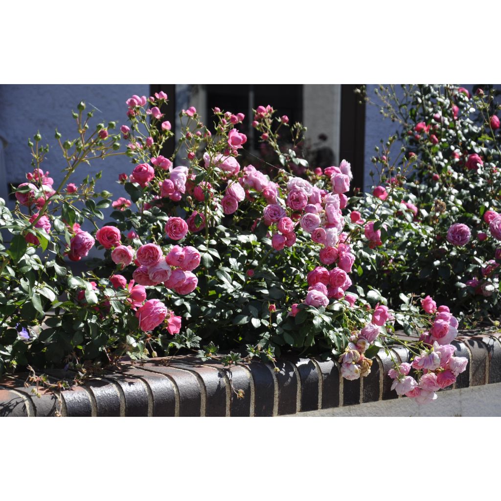 Floribundaruusu Pomponella Korpompan