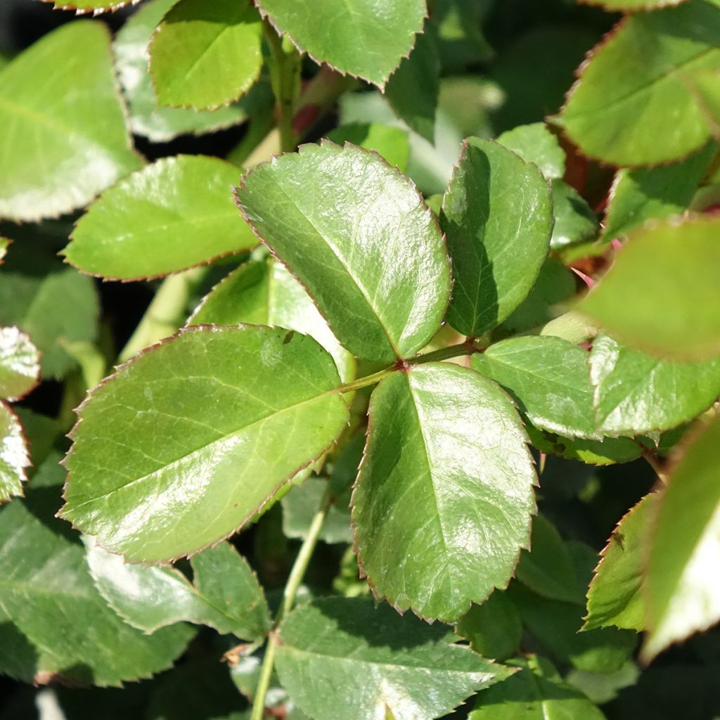 Floribundaruusu Pomponella Korpompan