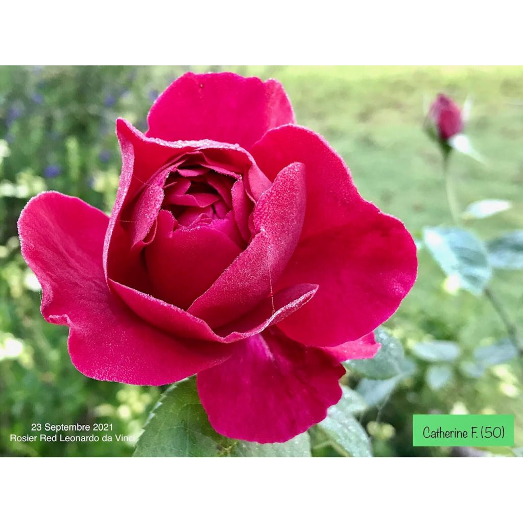 Floribundaruusu Red Leonardo da Vinci Meiangele