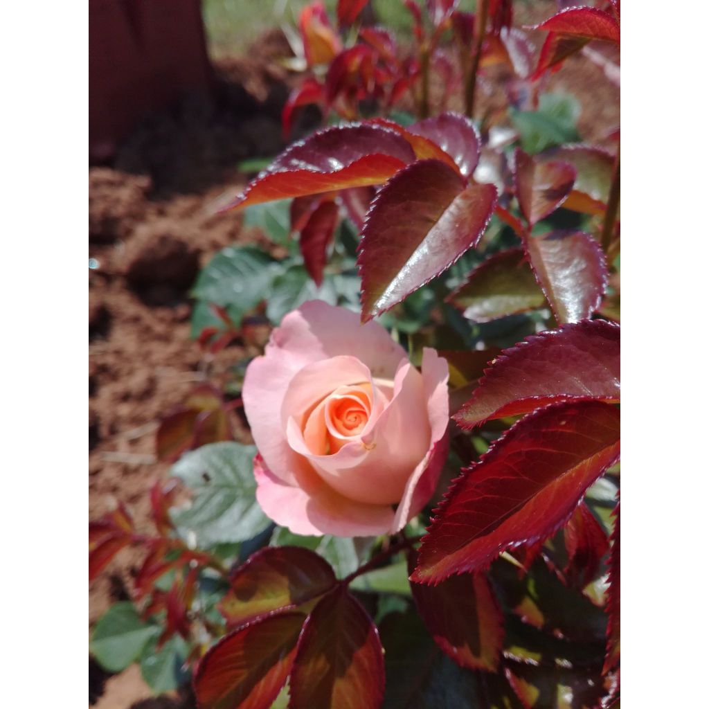 Floribundaruusu Rochemenier Village Frycalm