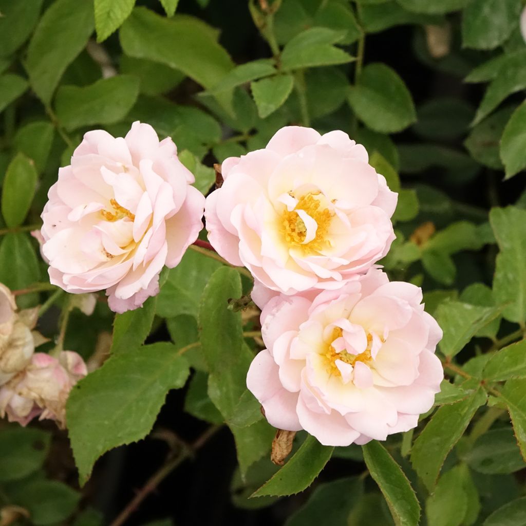 Floribundaruusu Rose de la petite Chabotte VELsema