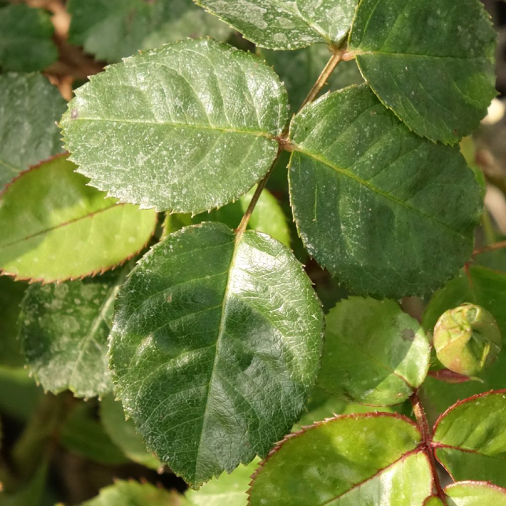 Floribundaruusu Salto