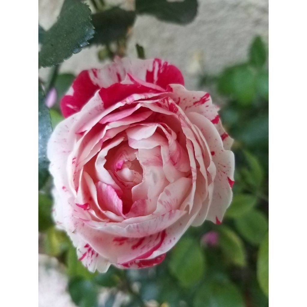 Floribundaruusu Scentimental WEKplapled