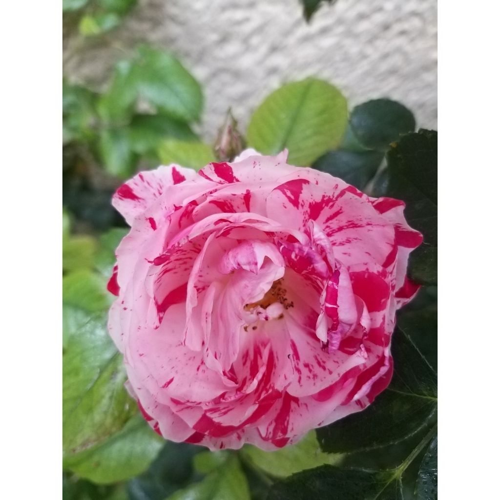 Floribundaruusu Scentimental WEKplapled