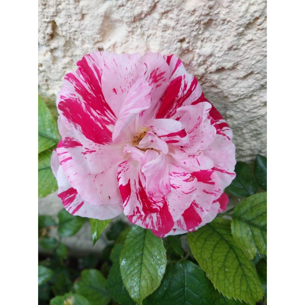 Floribundaruusu Scentimental WEKplapled