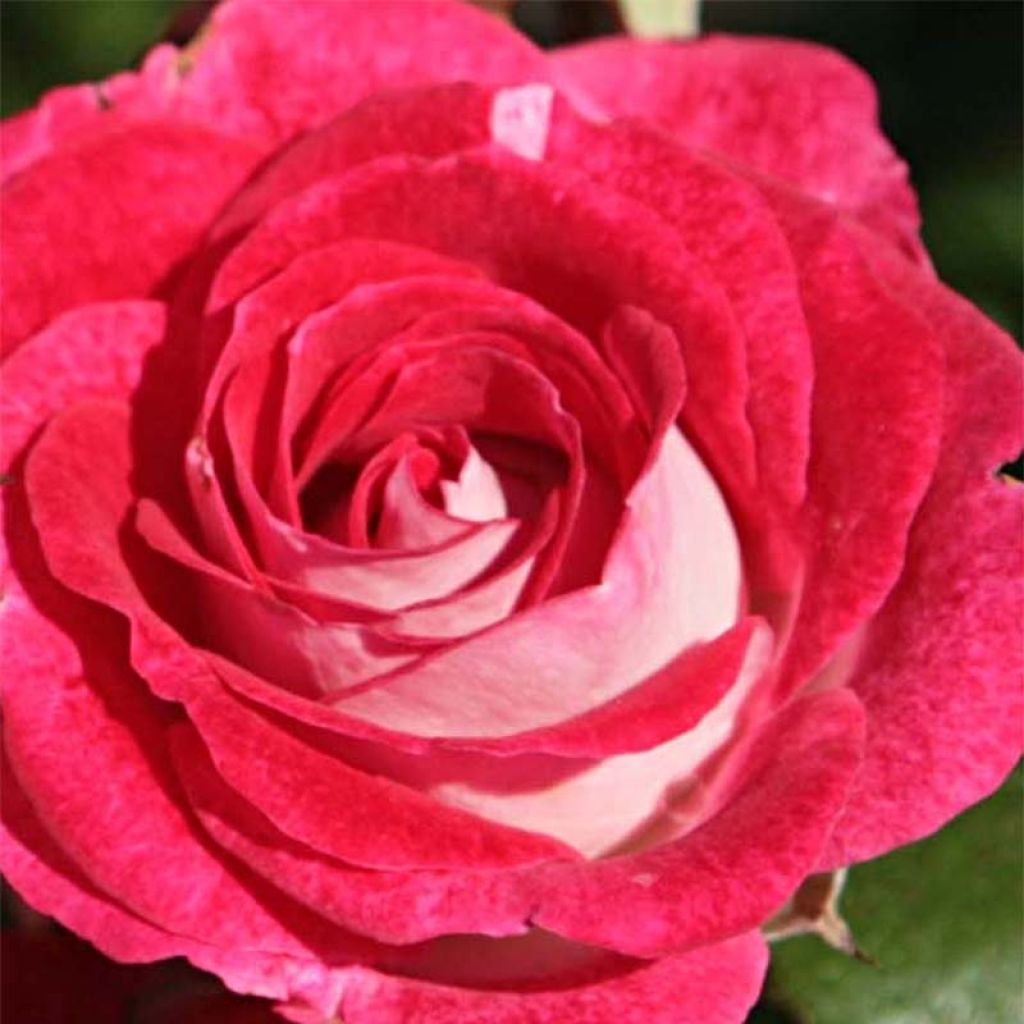 Floribundaruusu Schöne Koblenzerin