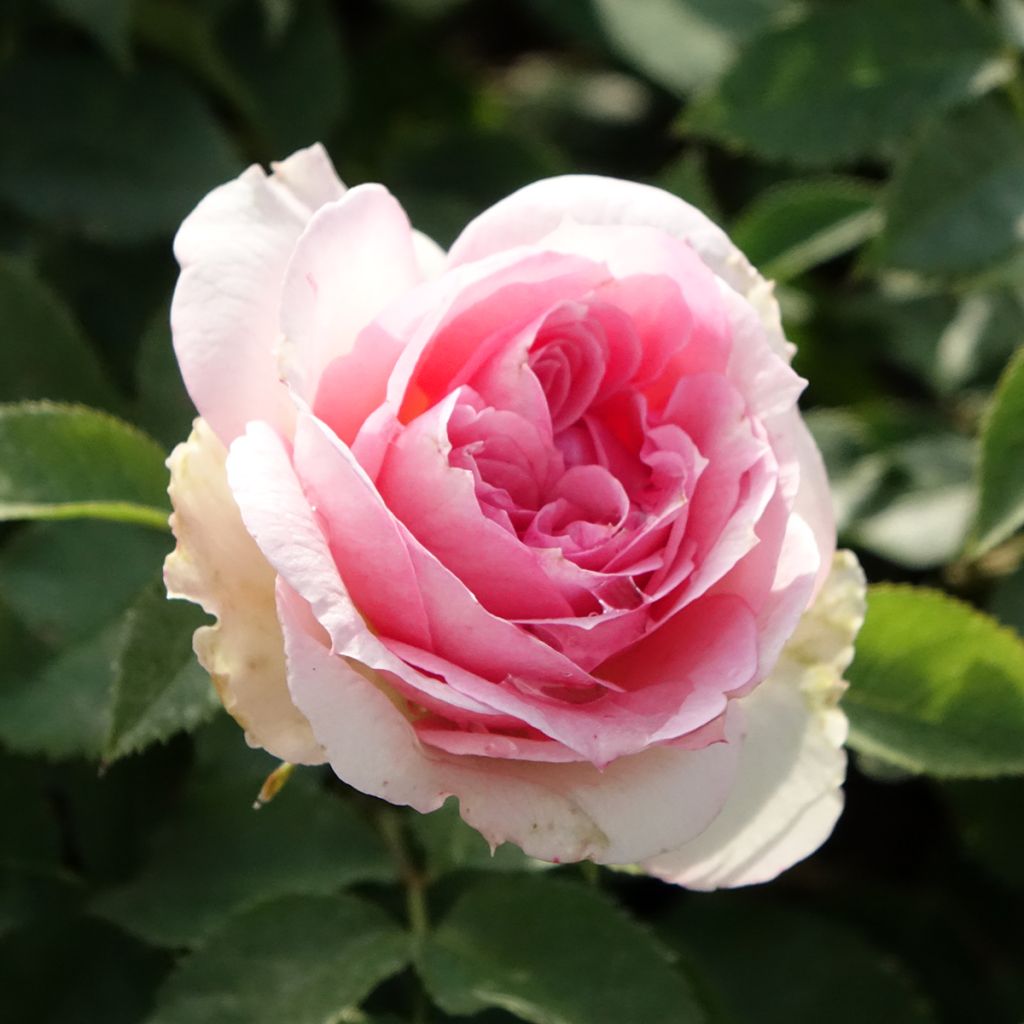 Floribundaruusu Sophia Romantica