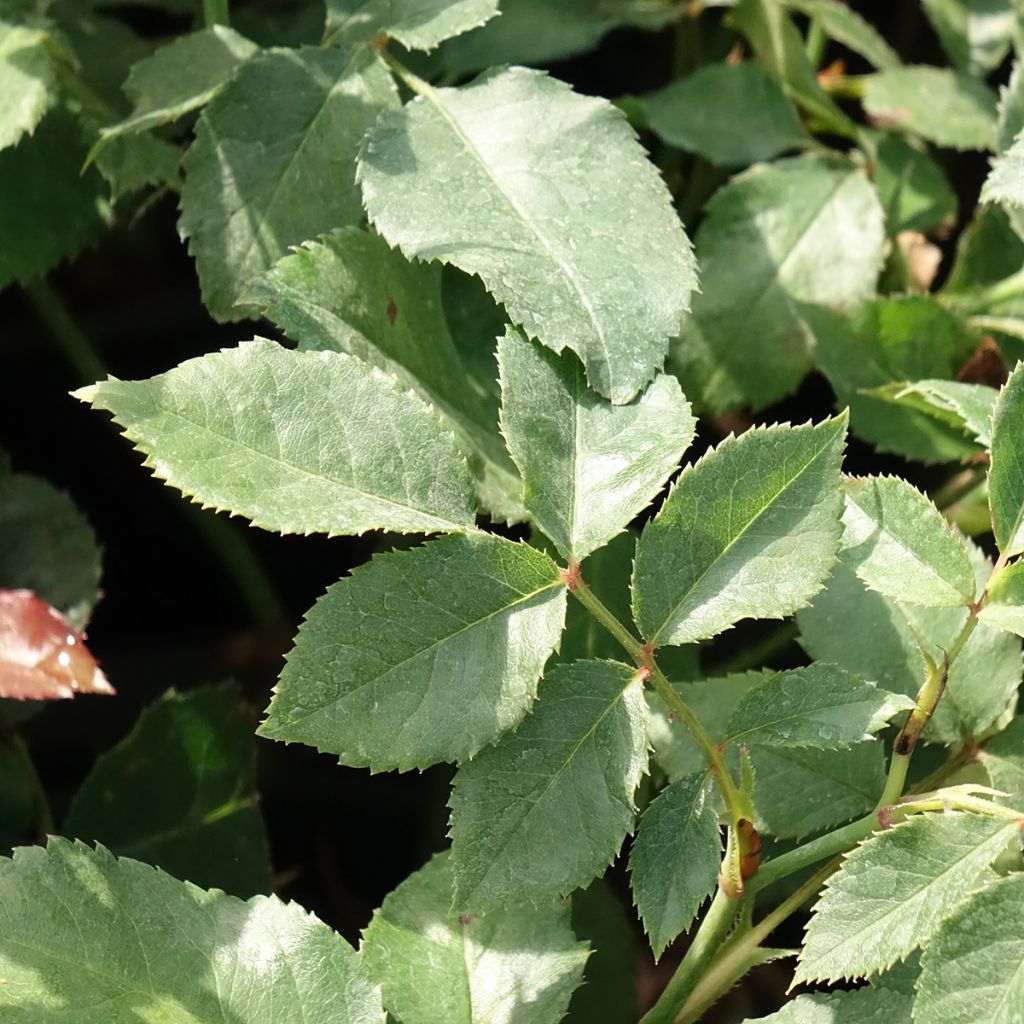 Floribundaruusu Sophia Romantica