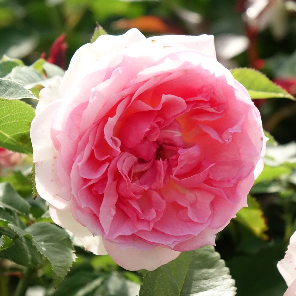 Floribundaruusu Sophia Romantica