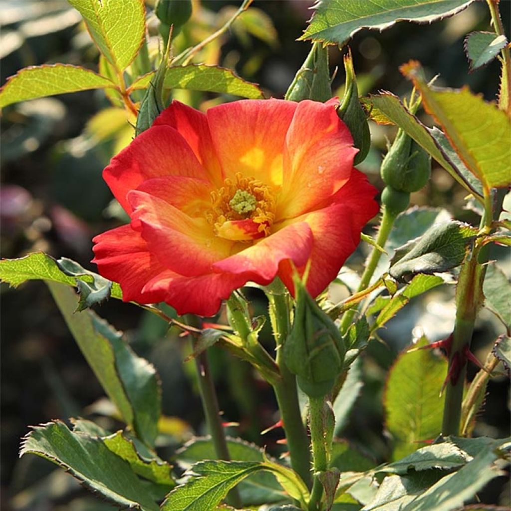 Floribundaruusu Summer of Love