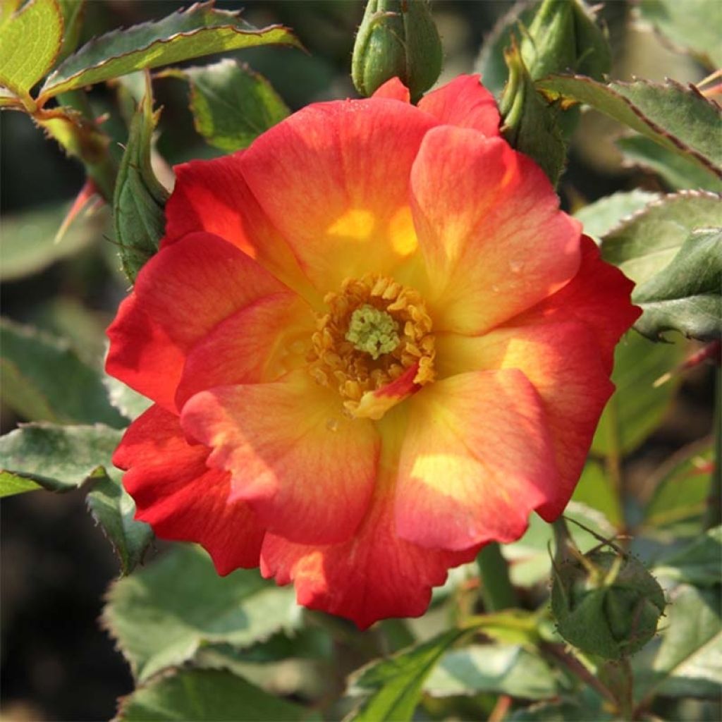 Floribundaruusu Summer of Love