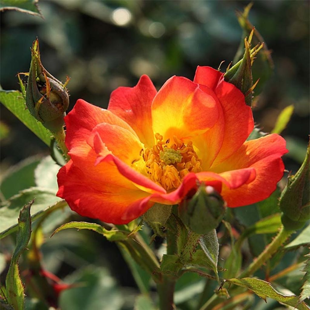 Floribundaruusu Summer of Love