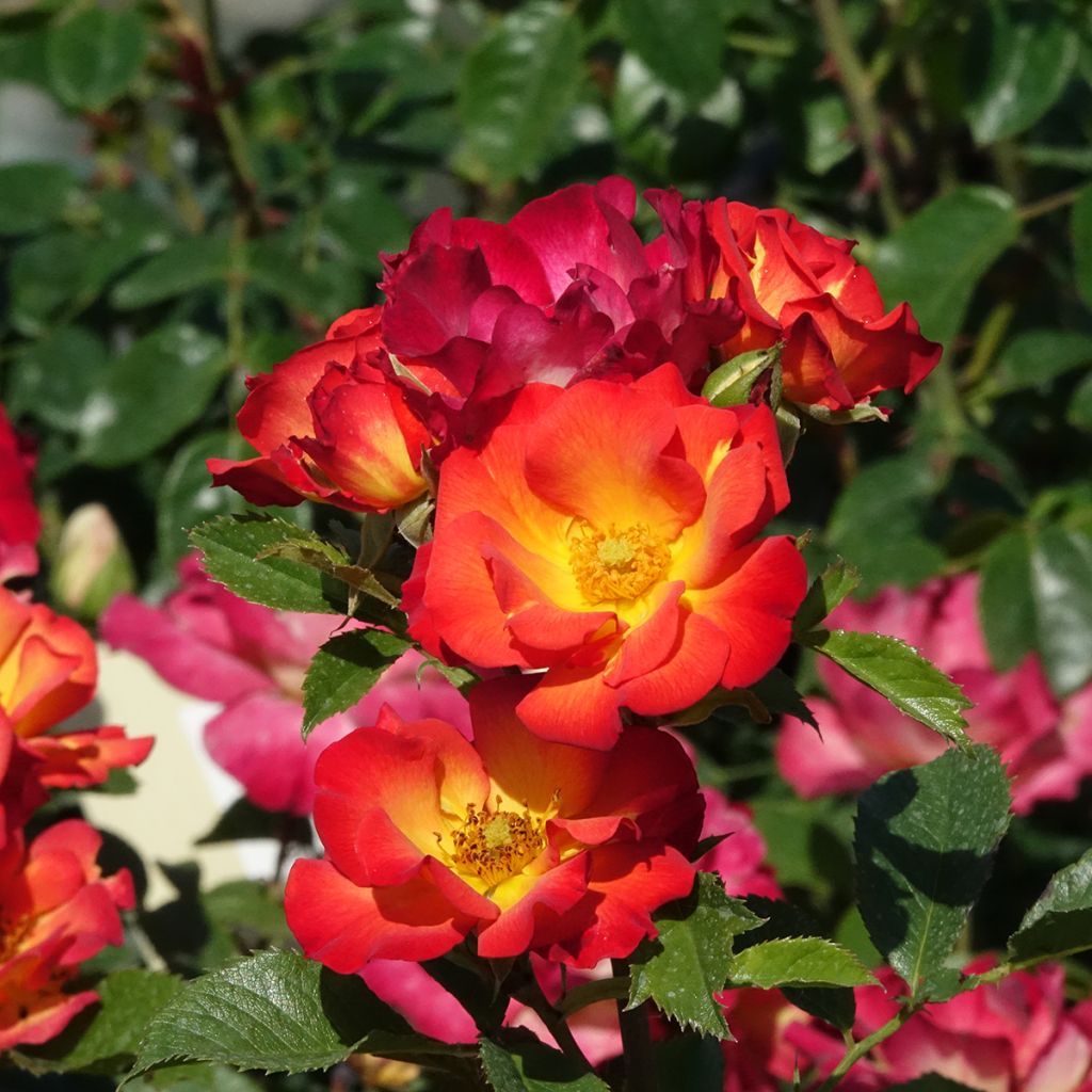 Floribundaruusu Summer of Love