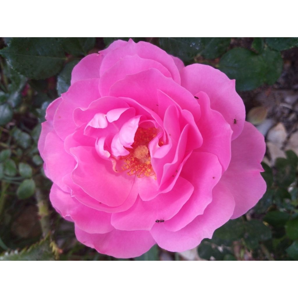 Floribundaruusu Sylvie Vartan