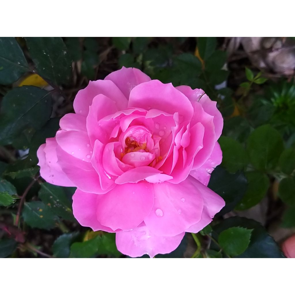 Floribundaruusu Sylvie Vartan