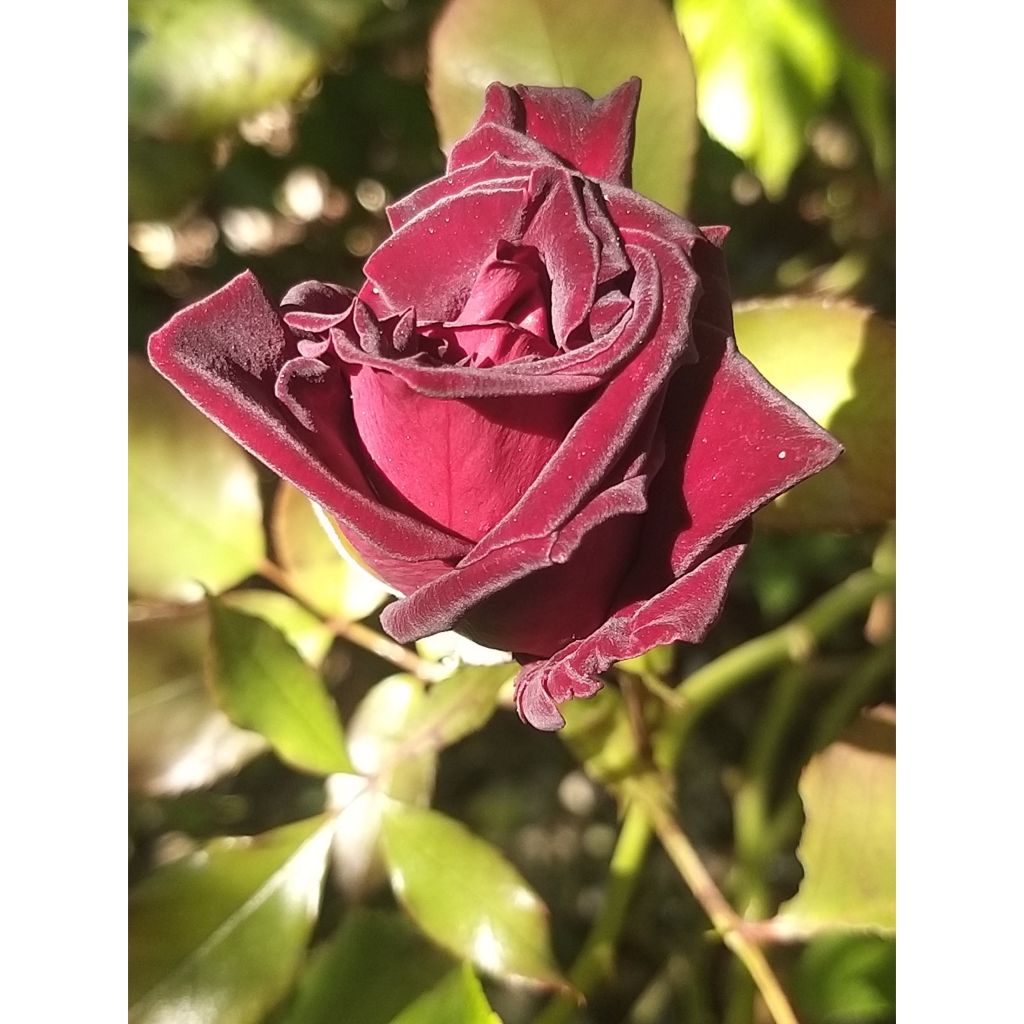Suurikukkainen jaloruusu Black Baccara