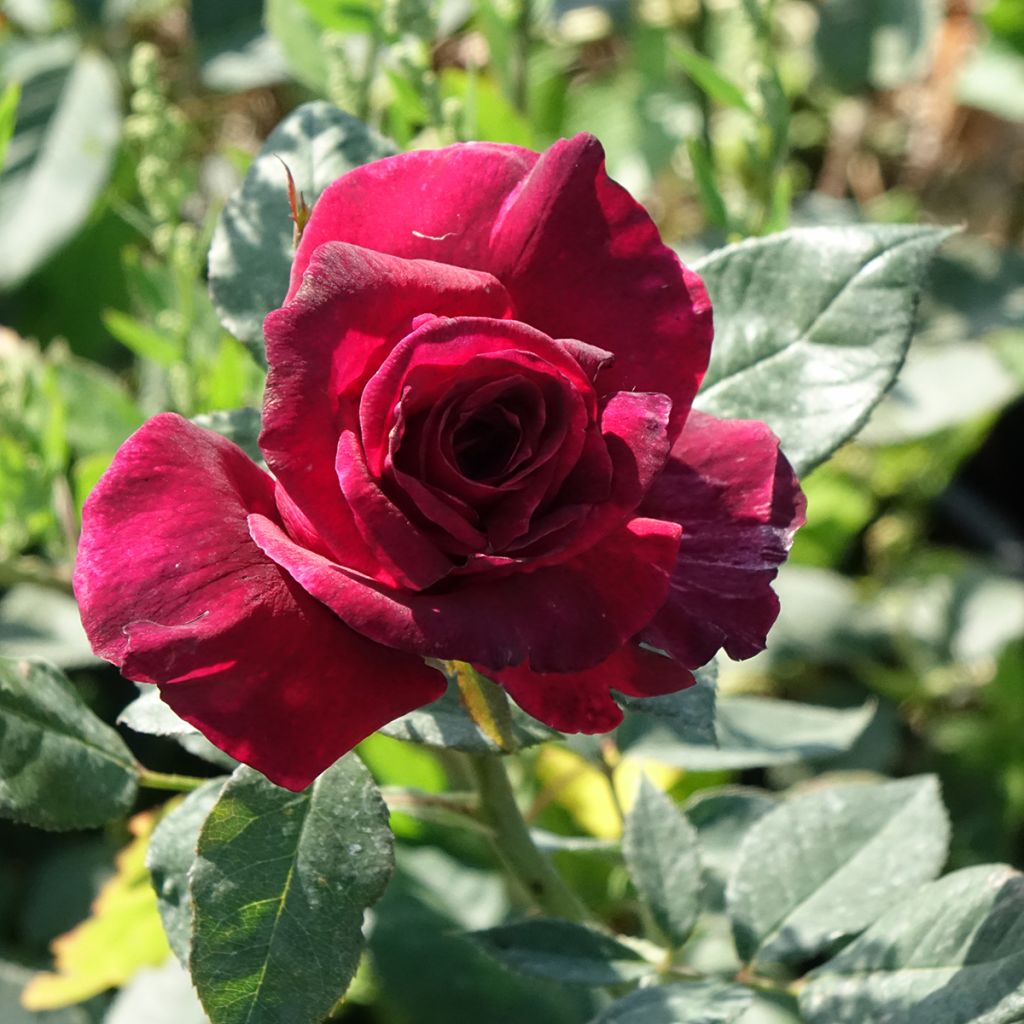 Suurikukkainen jaloruusu Black Perfumella