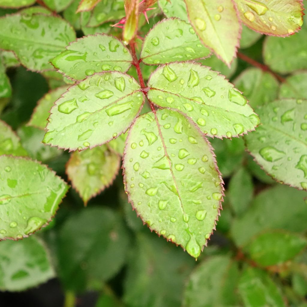 Suurikukkainen jaloruusu Eleganza Meine Rose