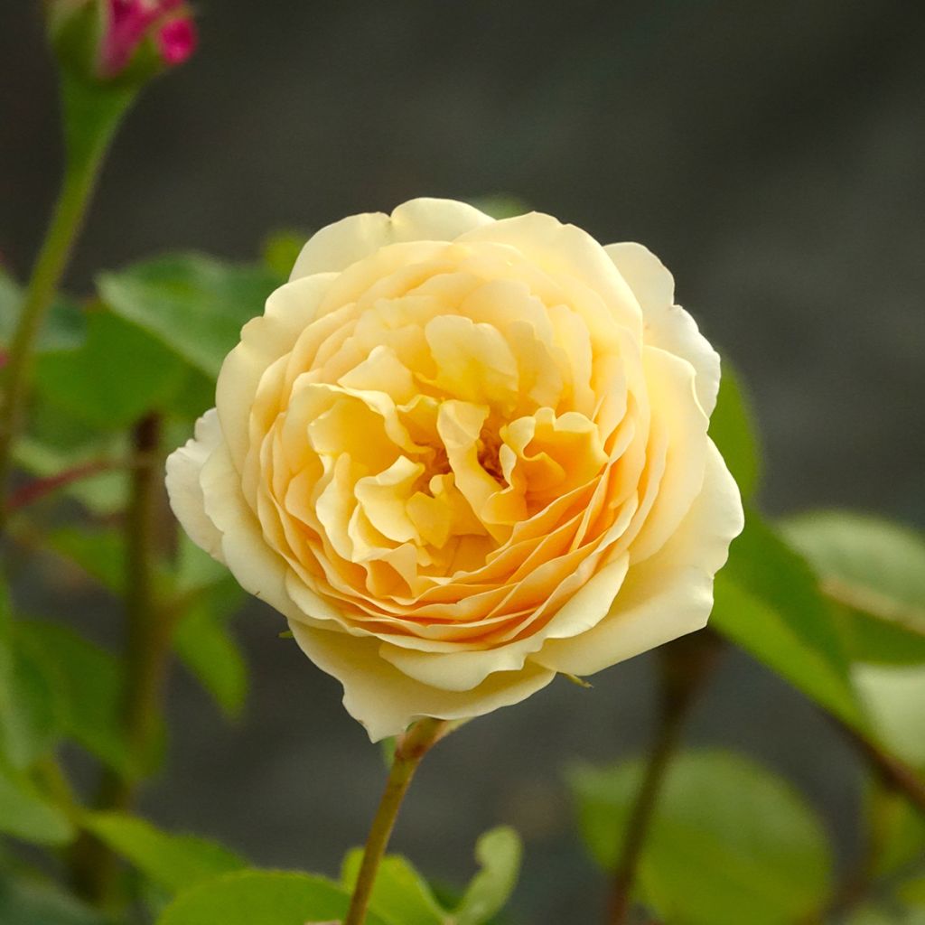 Suurikukkainen jaloruusu Fragrant Old Yellow