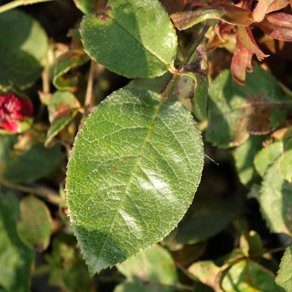 Suurikukkainen jaloruusu Kazatchok Oragrapar