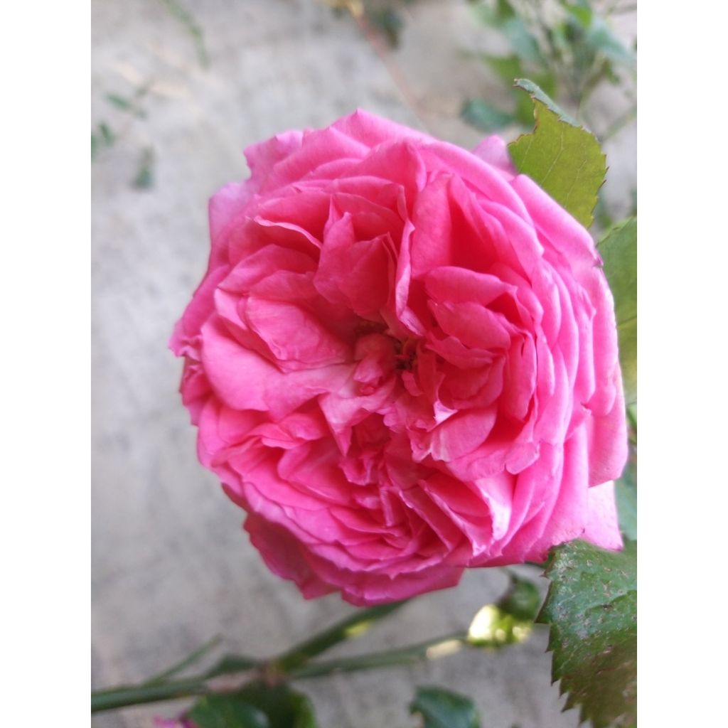 Suurikukkainen jaloruusu La Rose de Molinard
