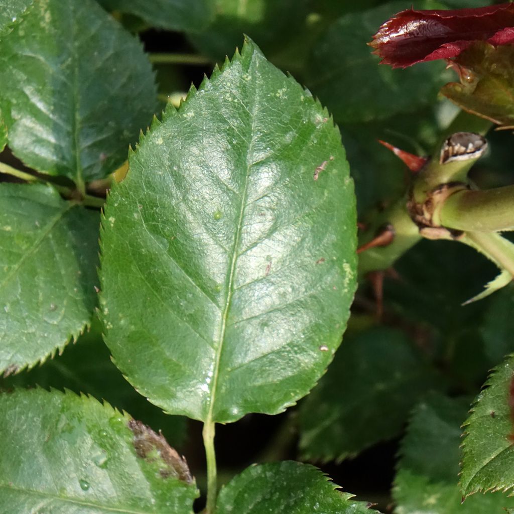 Suurikukkainen jaloruusu Parfum de Loire