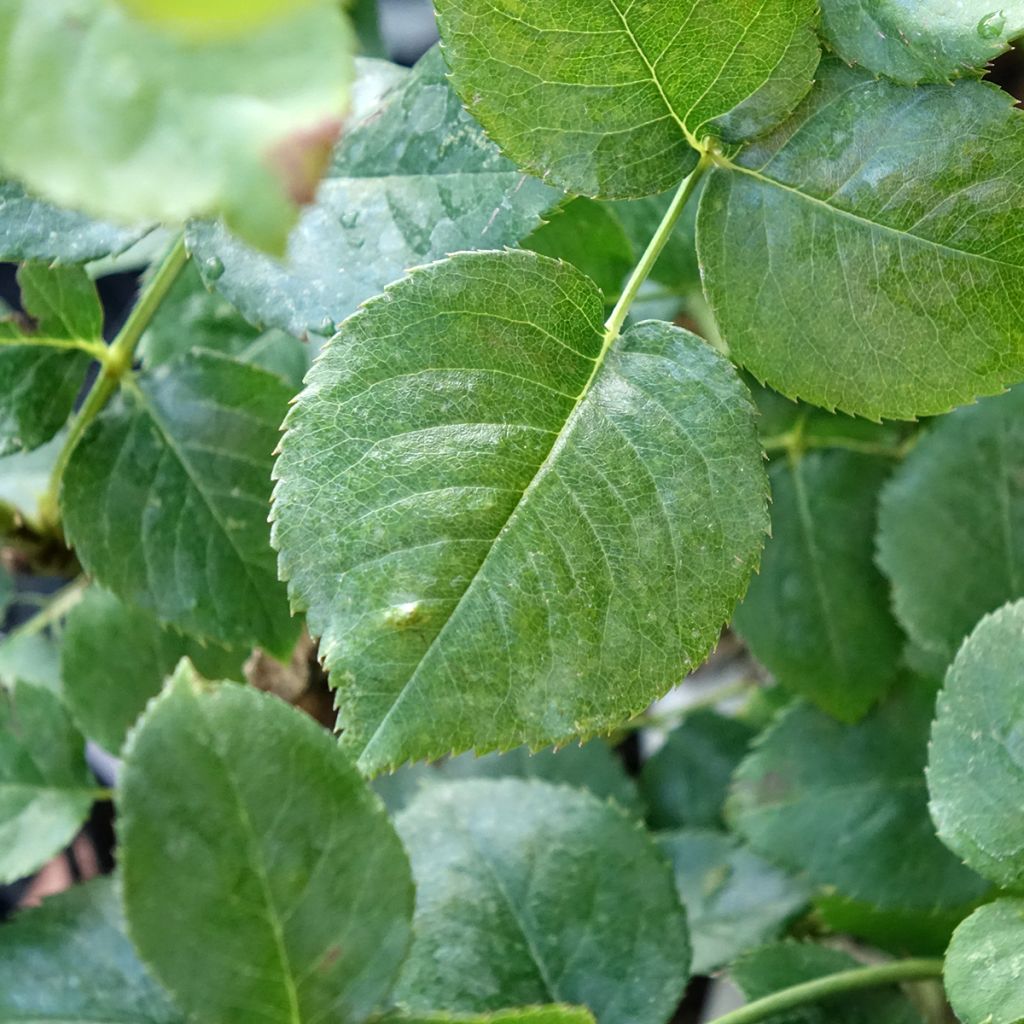 Suurikukkainen jaloruusu Ragazza Adalekov