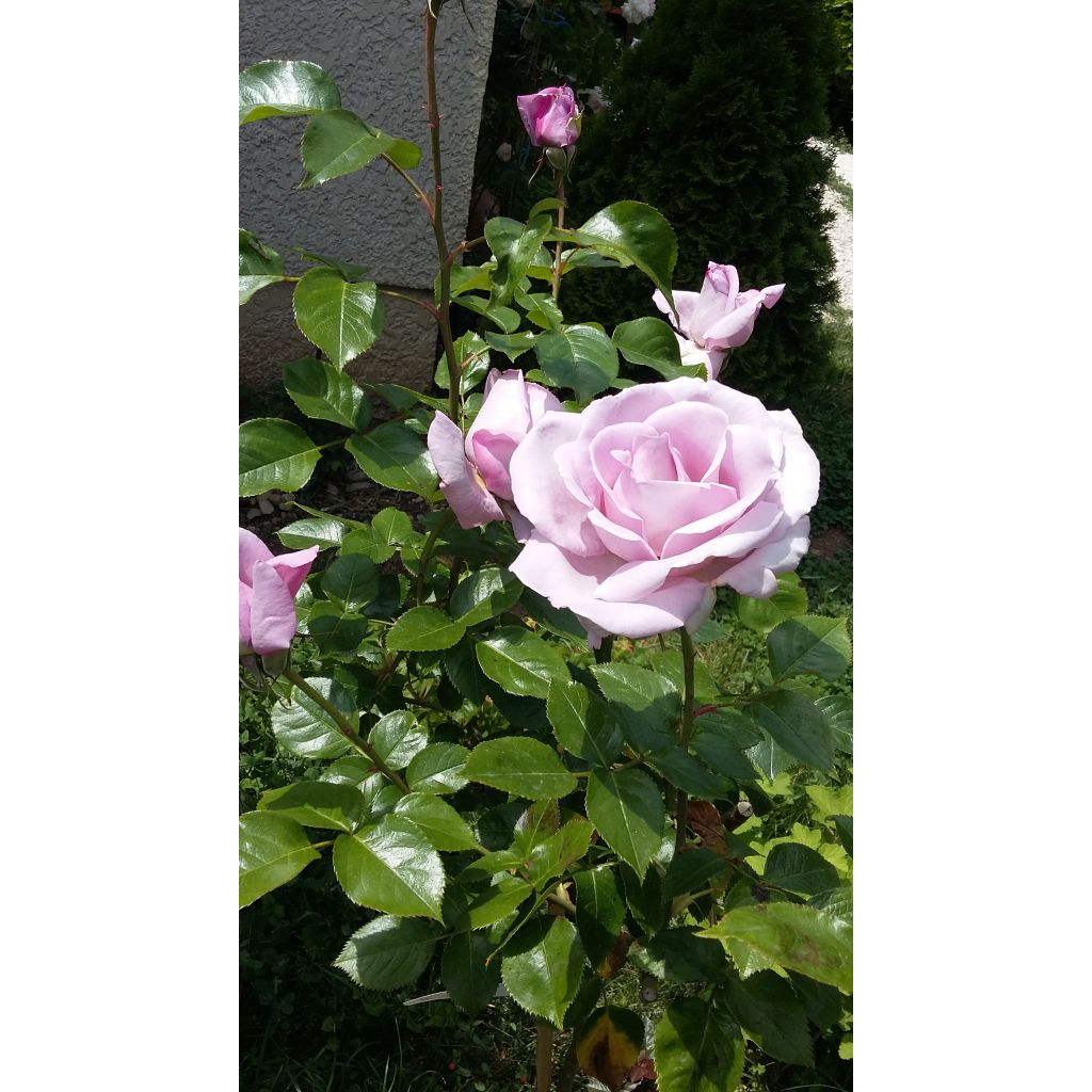 Suurikukkainen jaloruusu Rose Synactif by Shiseido