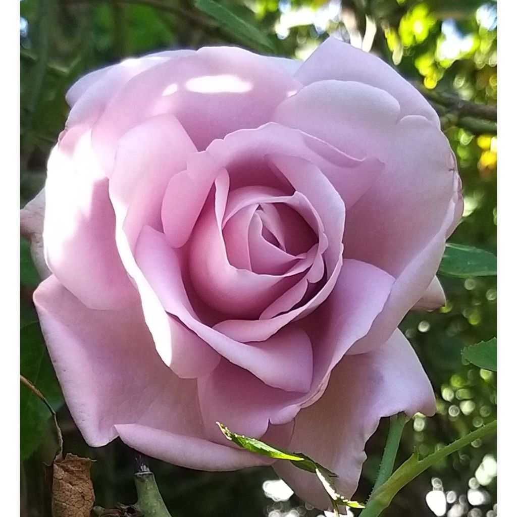 Suurikukkainen jaloruusu Rose Synactif by Shiseido