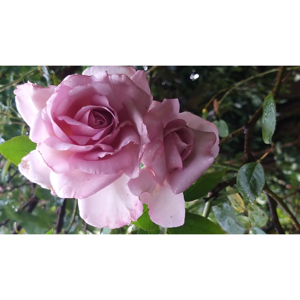 Suurikukkainen jaloruusu Rose Synactif by Shiseido