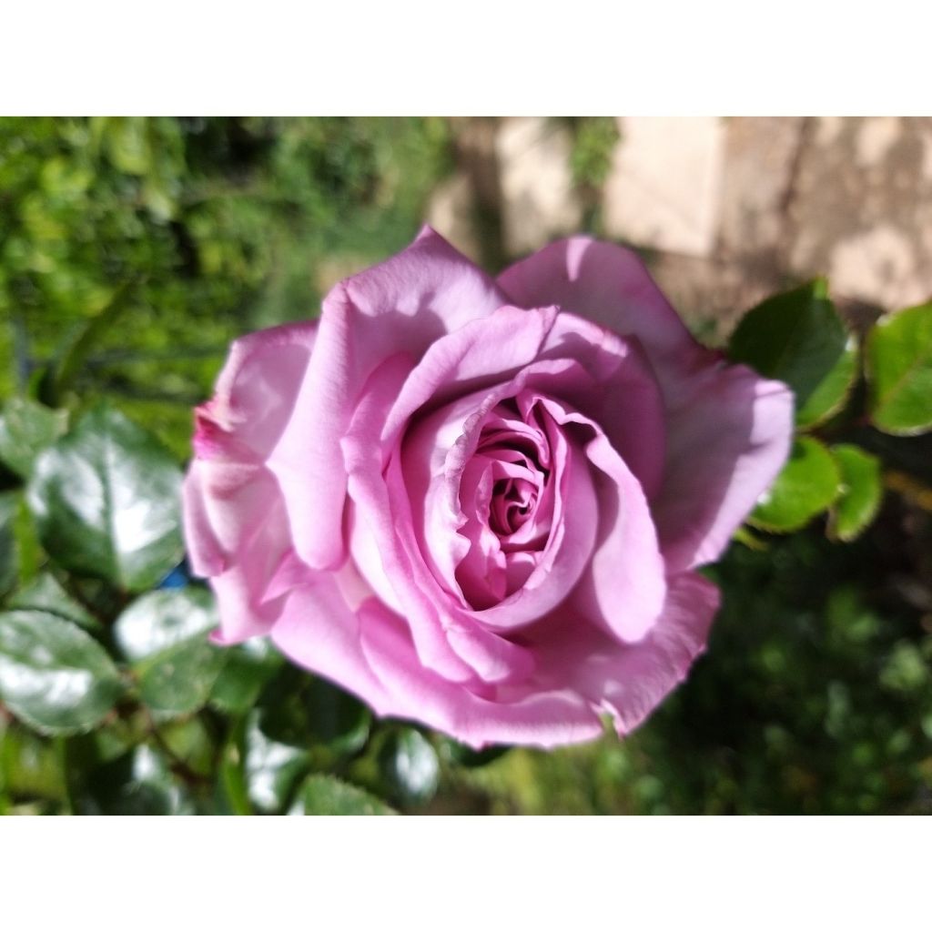 Suurikukkainen jaloruusu Rose Synactif by Shiseido