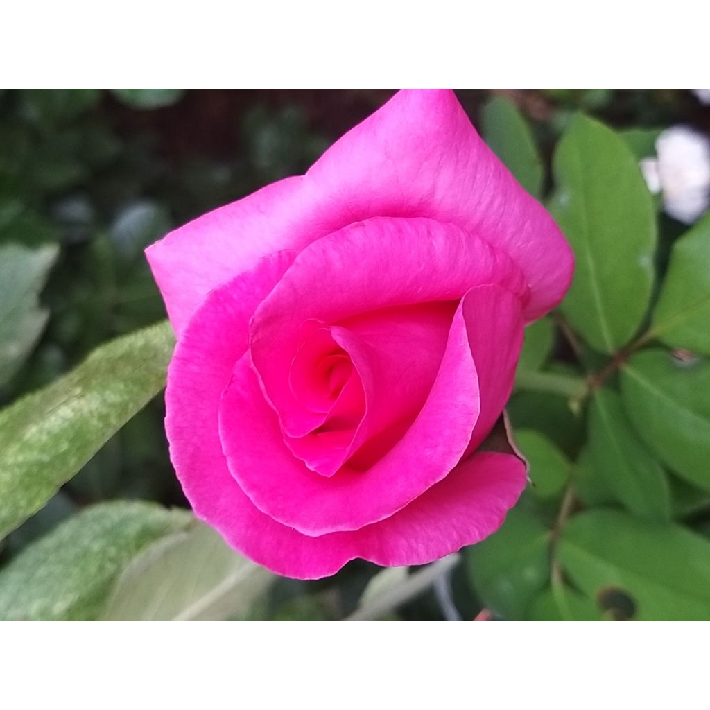 Suurikukkainen jaloruusu The McCartney Rose Meizeli
