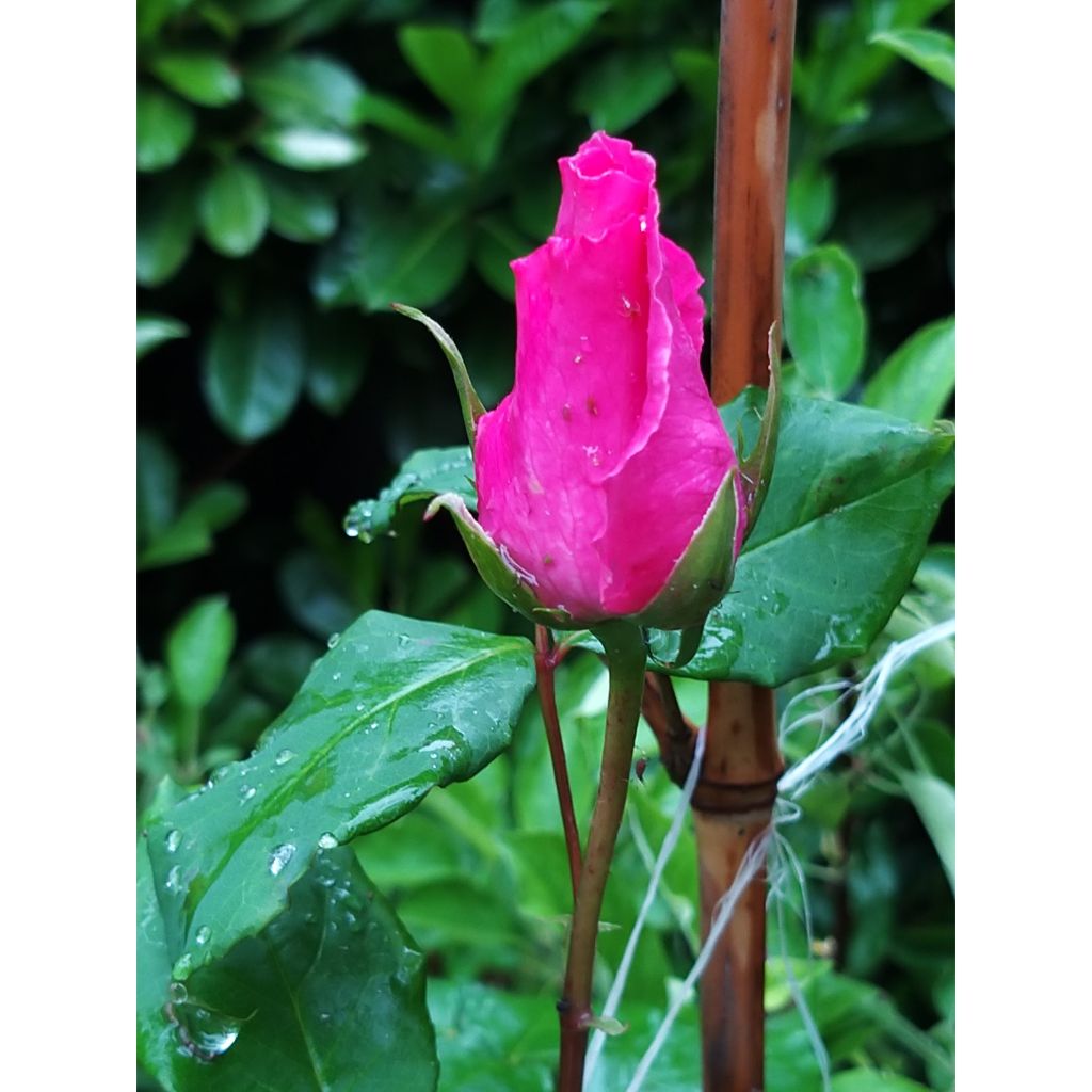 Suurikukkainen jaloruusu The McCartney Rose Meizeli