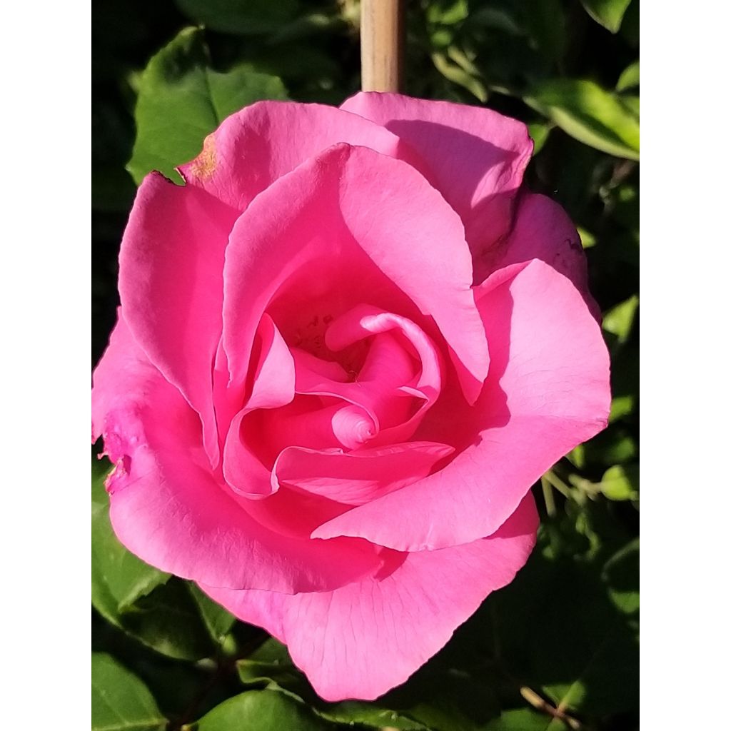 Suurikukkainen jaloruusu The McCartney Rose Meizeli