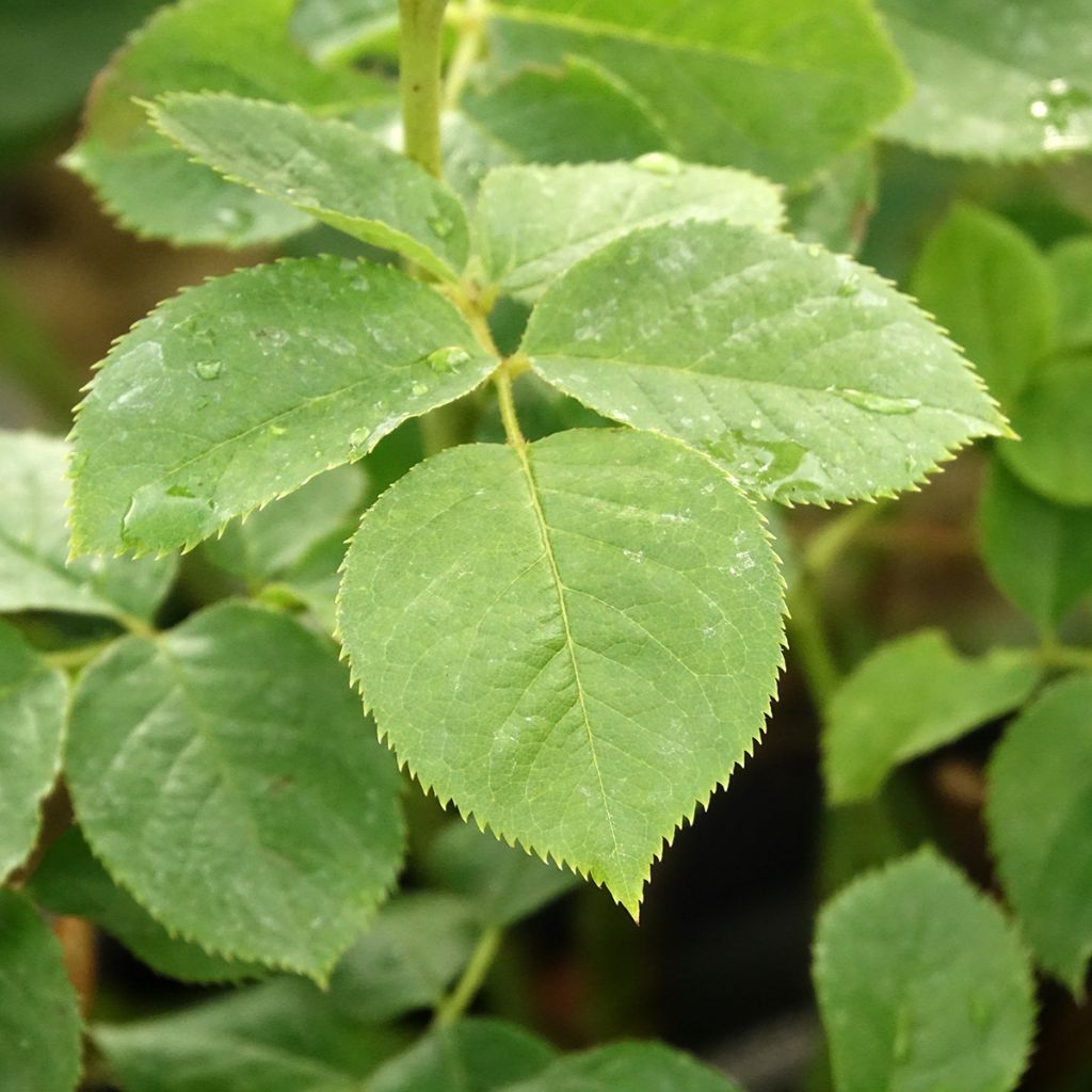 Puistoruusu Pear