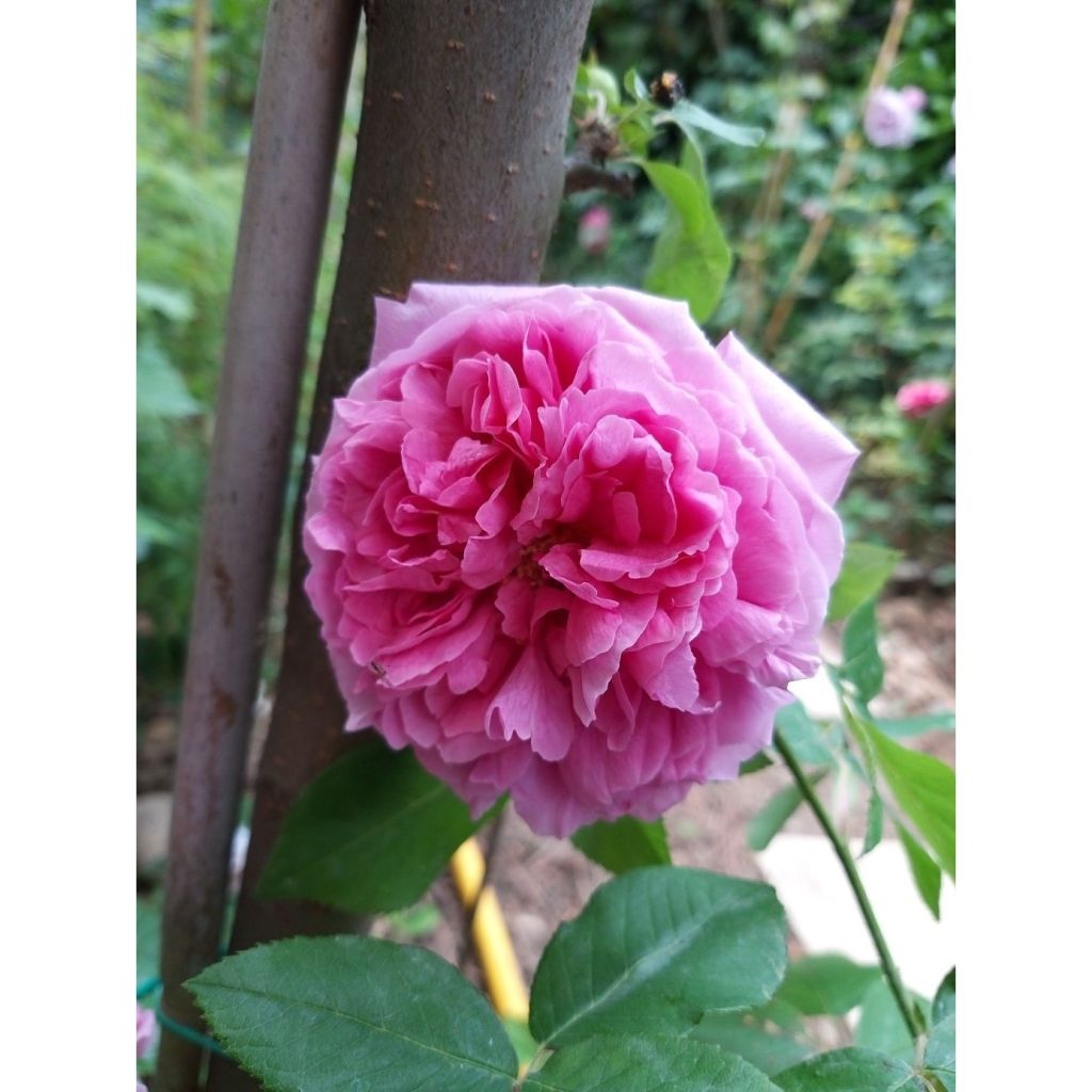 Vanha ruusu Comte de Chambord