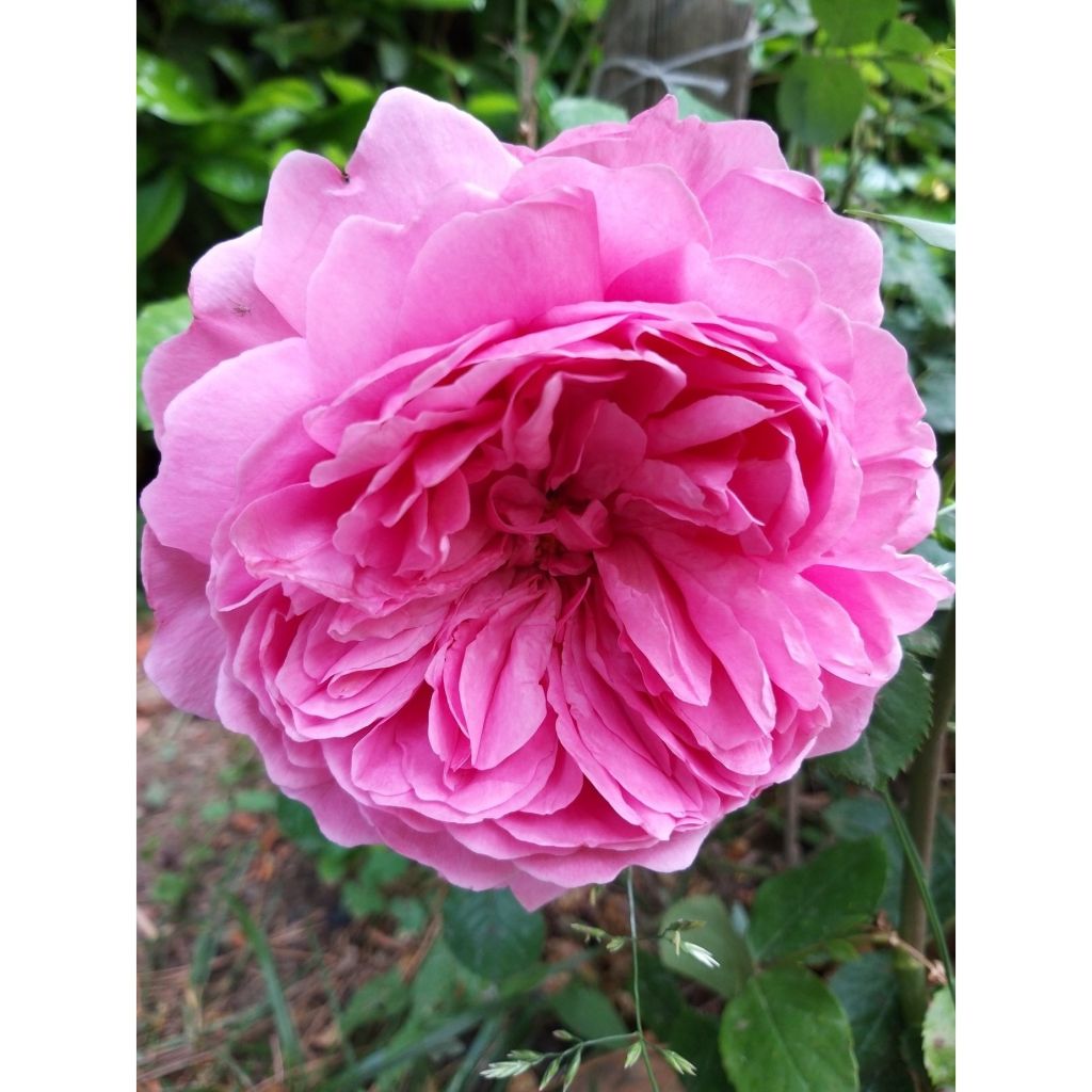 Vanha ruusu Comte de Chambord